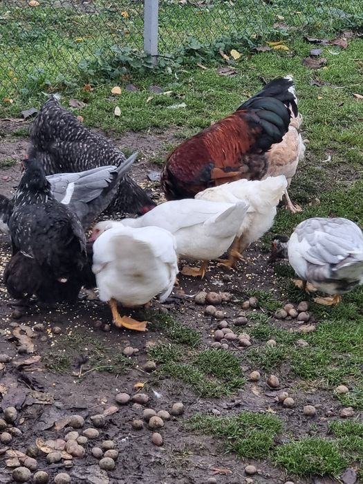 Індокачки білі, молодняк