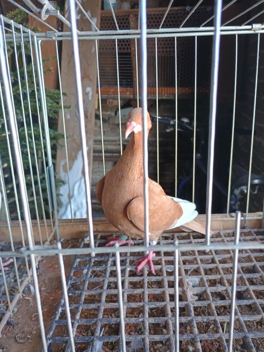 Brudka żółta samica