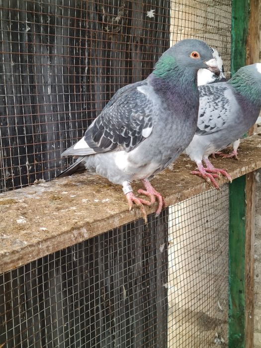 Młode gołębie staropolskie
