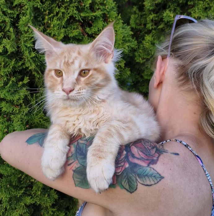 Maine Coon kocurek z rodowodem