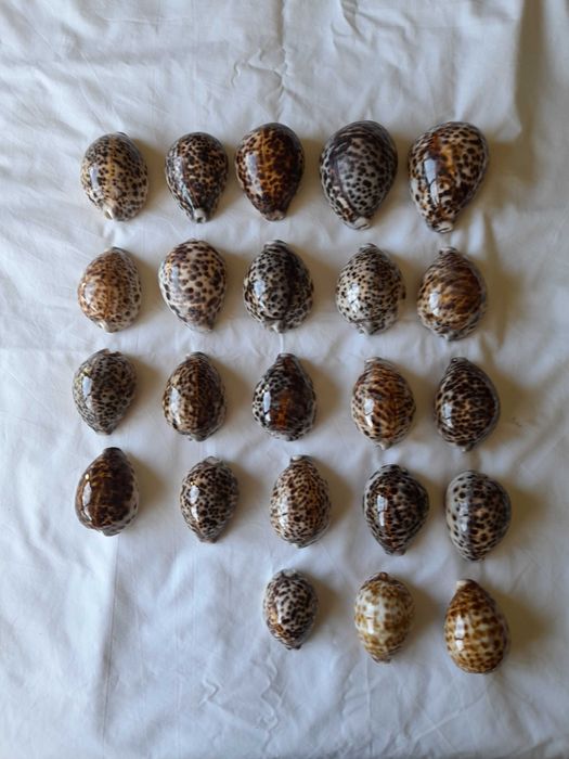 conchas marinhas cypraea