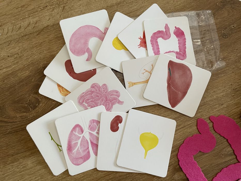 Biblioteczka Montessori Ciało człowieka Egmont