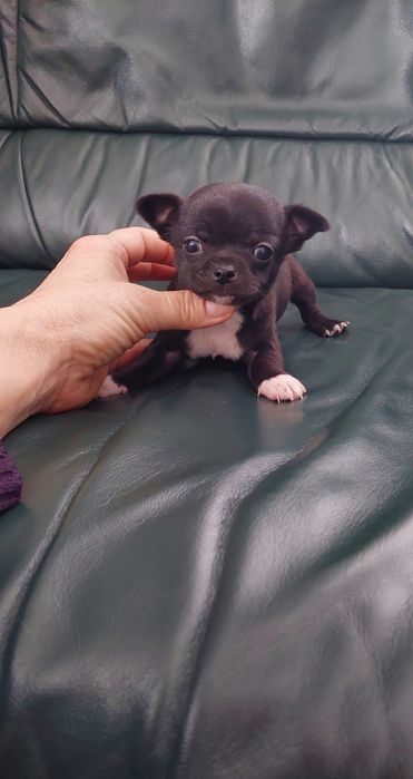 Śliczny piesek chihuahua