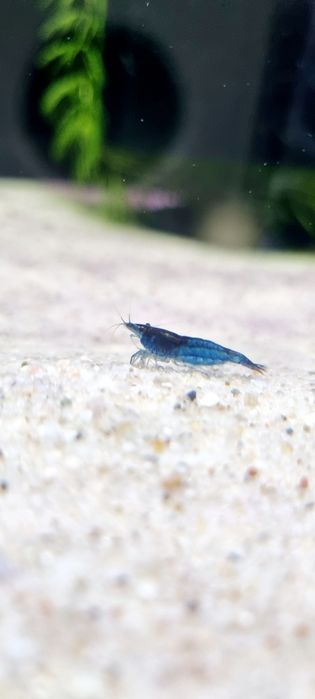 Krewetka neocaridina blue Velvet