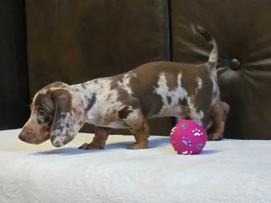 Teckel choco merle