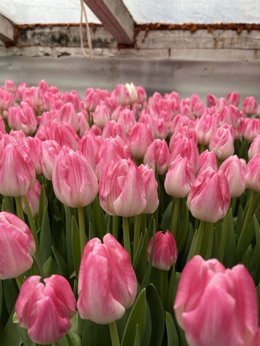 Продам тюльпан опт и розница.