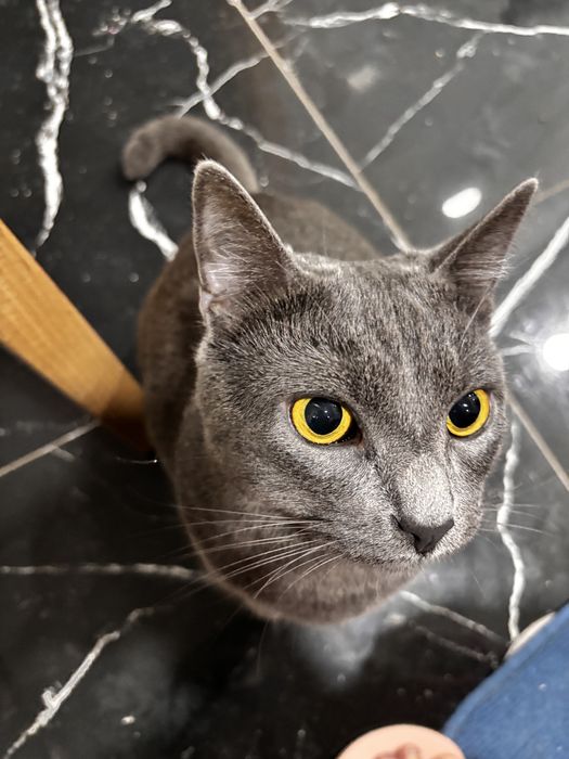 Gatinho cinzento olhos amarelos