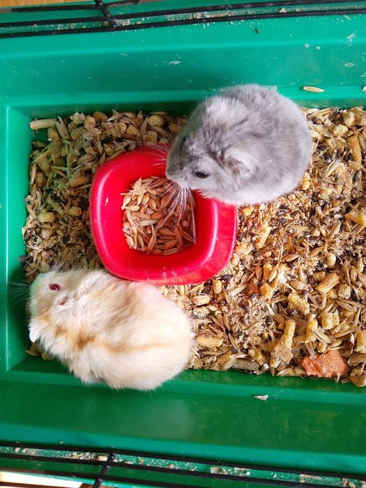 Джунгарский хомяк