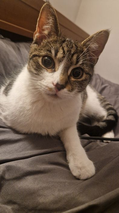 Oddam kotka w dobre ręce