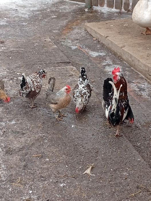 Продається ія бентамок