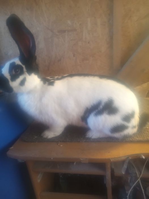 Piękna samica srokacza olbrzymiego niemieckiego.