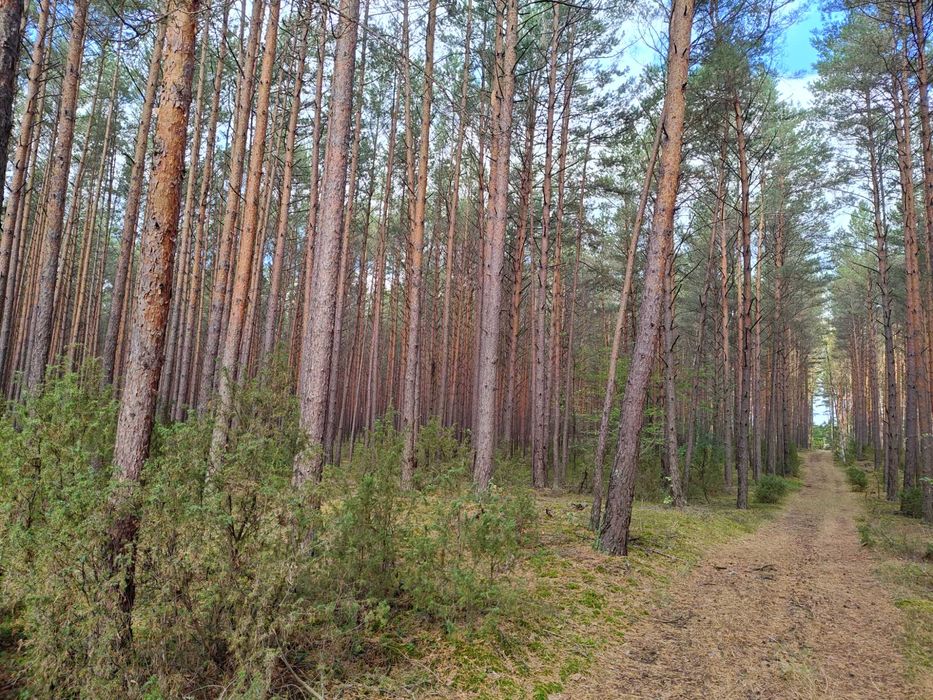 Działka leśna, las sosnowy Lipniak Majorat gm Długosiodło pow. Wyszków