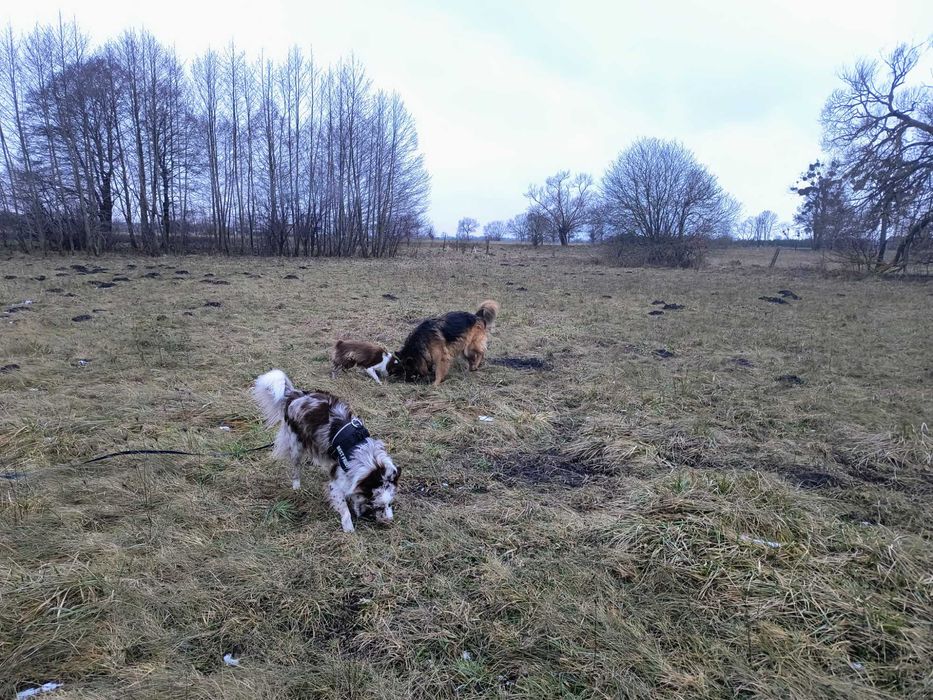 Hotel dla zwierząt / psa kota na wsi / Inowrocław, Bydgoszcz, Toruń