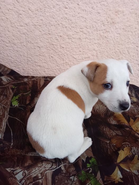 Продається чистокровна дівчинка Джек Рассел Тер'єр