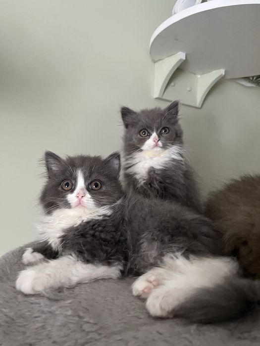 Kocur brytyjski  długowłosy