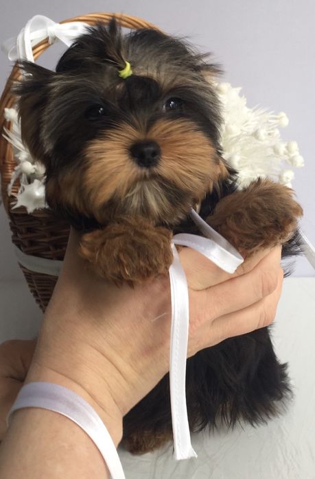 Йорки гарнесенькі