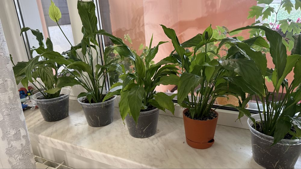 Спатіфілум жіноче щастя кімнатна рослина