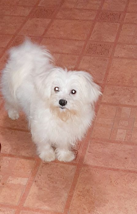 Мальчик мальтийской болонки