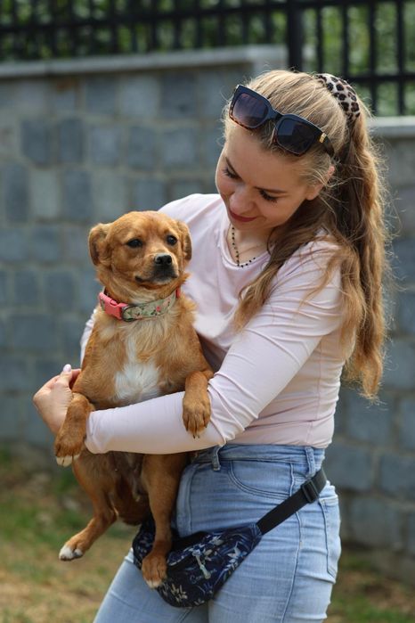 Do adopcji małe pieski