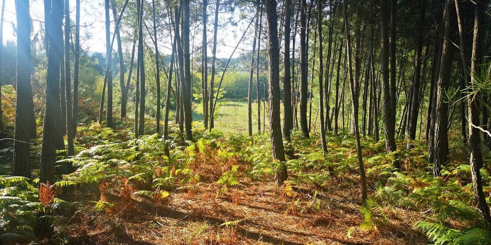 Vende-se Terreno Misto c/6500m2 - São Martinho de Anta (Sabrosa)