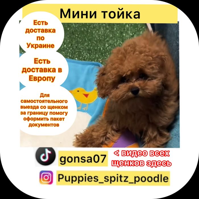 VIP!Беби фейс ! ‼️мальчики Китай ‼️100%Ред браун!