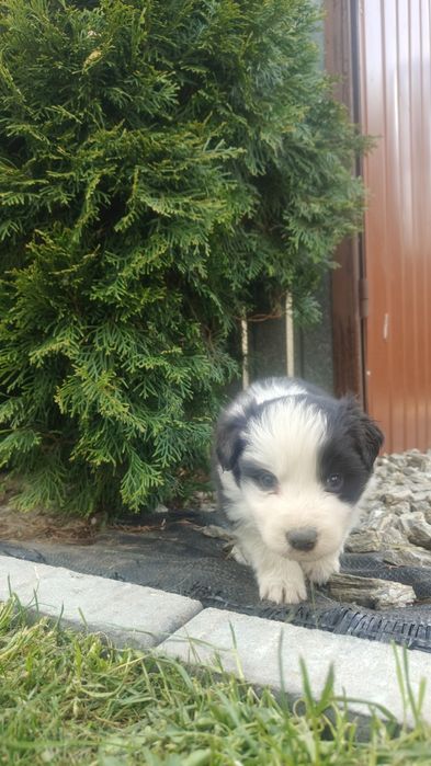 Border Collie piesek czarno biały