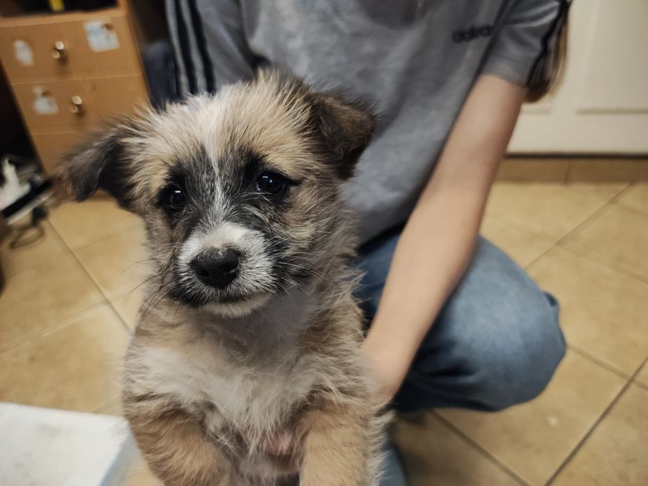 Oddam pieska za darmo