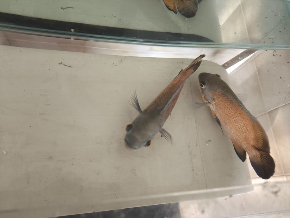 Ciclídeos Oscar 25/30 cm