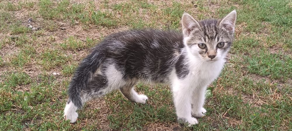 Koty do adopcji samodzielnie