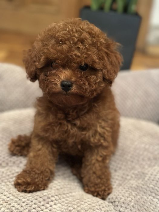 Super mini той пуделя red brawn