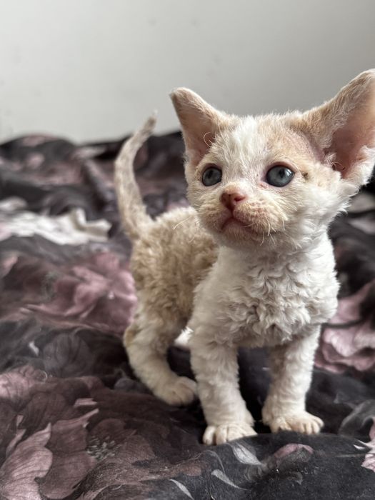 I’m Cute N Cool - uroczy kocurek  Devon Rex WCF