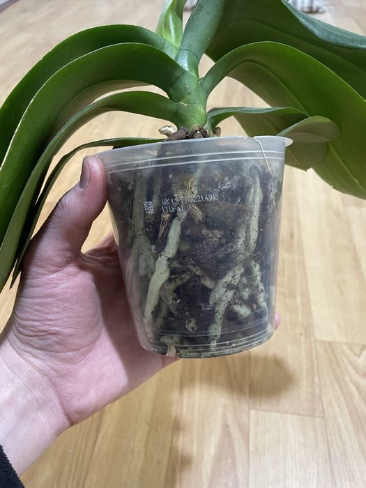 Орхідея біла  Phalaenopsis