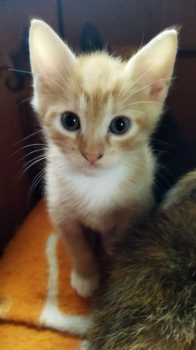 Котики шукають родину.