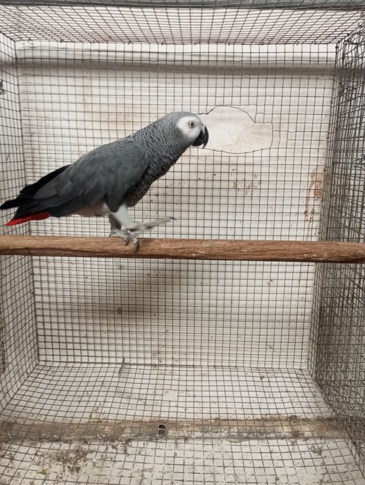 Macho papagaio cinzento