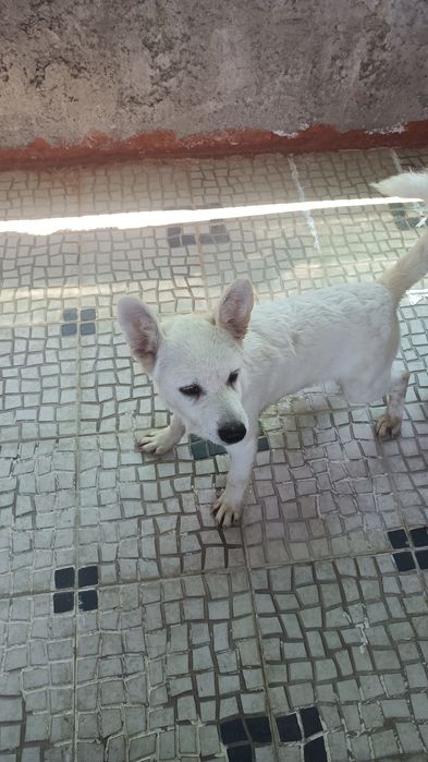 Último cachorro branco