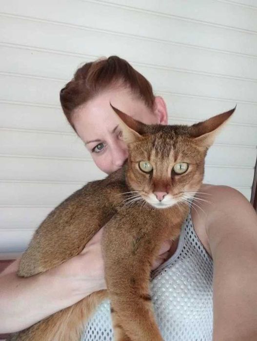 Крупногабаритные Абиссинцы Чаузи