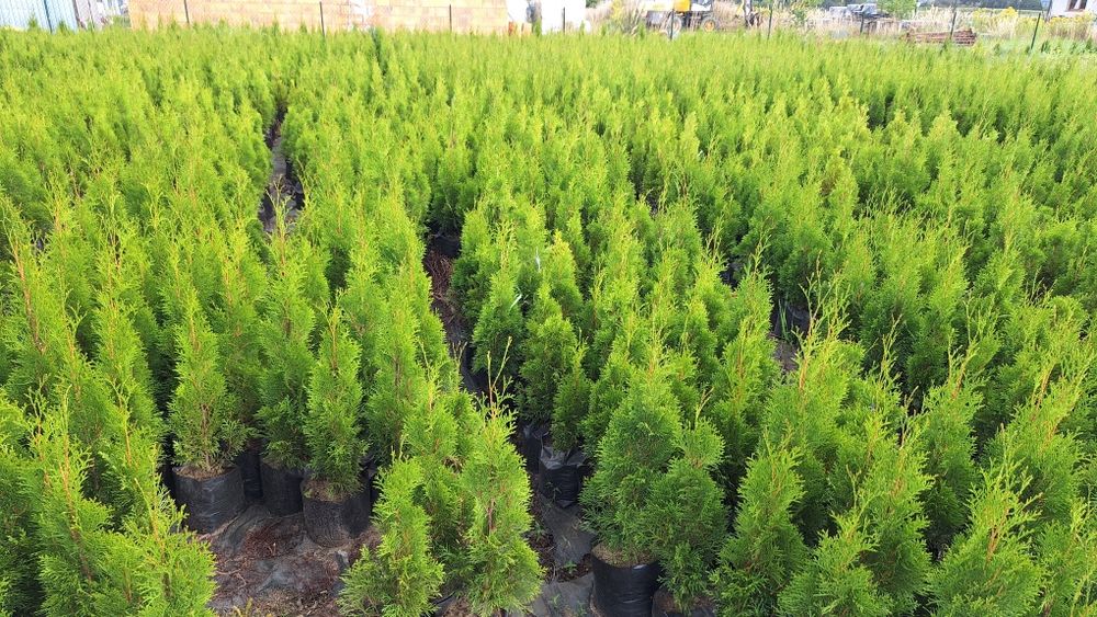 Tuja Szmaragd  70cm w doniczkach