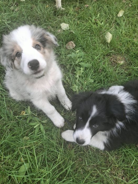 Border collie blue merle tricolor suczka FCI