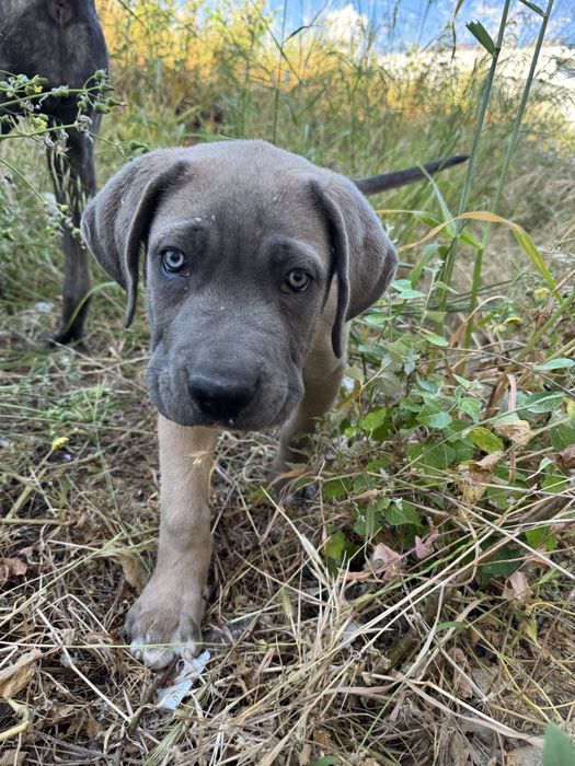 Cane cursos nasceu  a 4-11-25  para prenda de natal