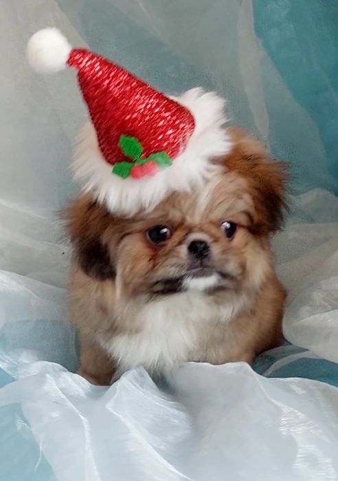 Кому веселого гнома под елочку