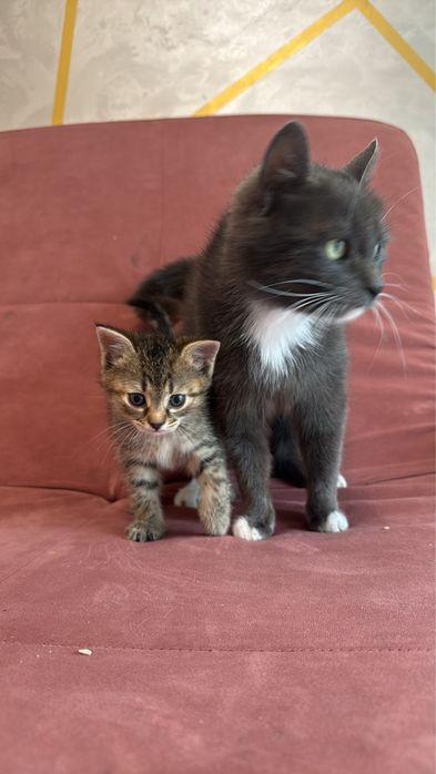 Кошенята котики котята