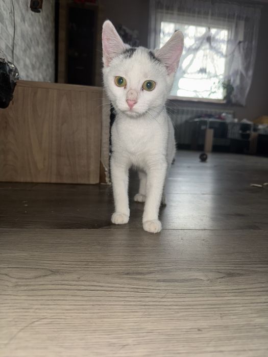 Koty do wydania w dobre recę