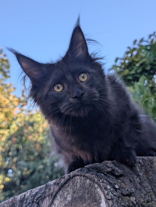Adopcja płatna Czarny kocurek Iwo Maine Coon Zapraszamy