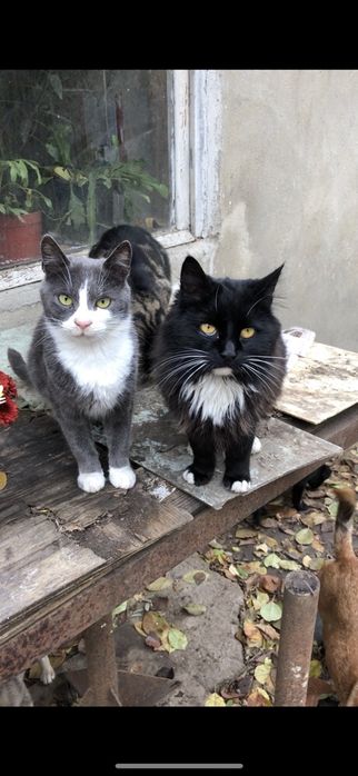 Пропала потерялась кошка