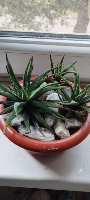 Хавортию в форме бонсай