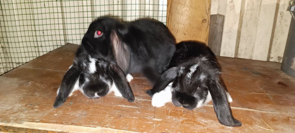 Продам кролів Французький Баран