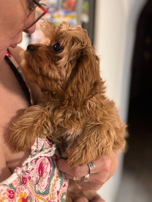 Cavapoo piesek po wszystkich szczepieniach