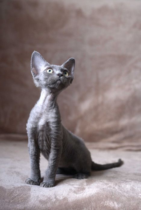Dziewczynka Devon Rex z rodowodem FPL