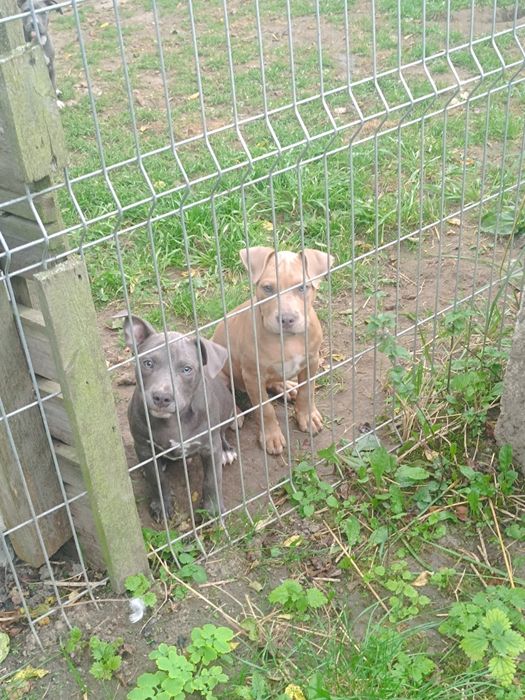 Amstaff, amstaf, American Staffordshire Terrier
