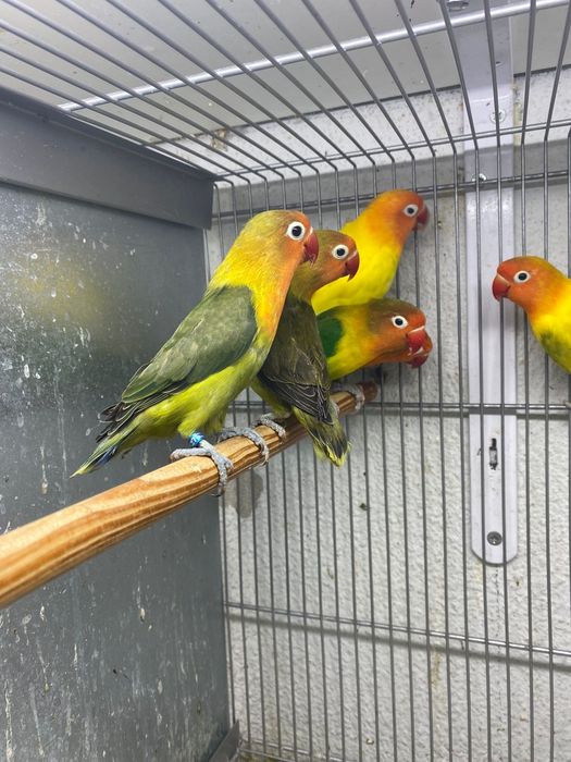 Agapones Fischer e Personatas